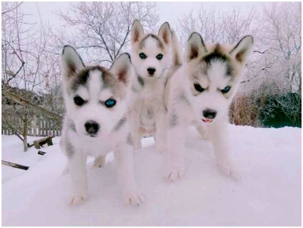Фото породы собак сибирский хаски