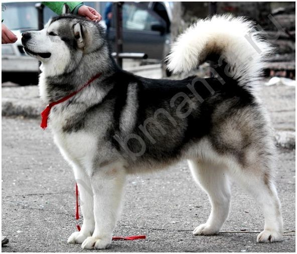 Популярные породы собак в новосибирске