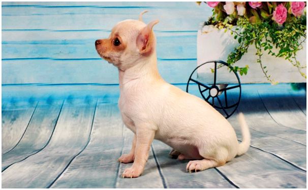 Порода собак с фото маленькие собаки чихуахуа thumbnail