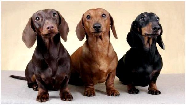 Фото собак разных пород такса