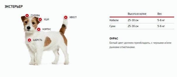 Порода собаки которая снималась в москве thumbnail