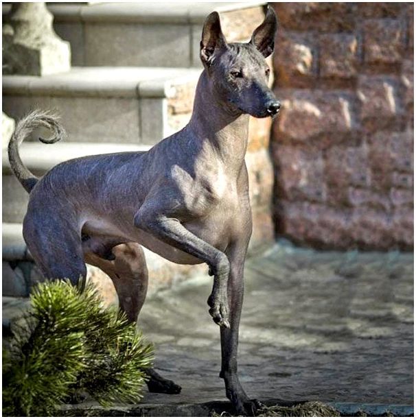 Мексиканская голая собака - Ксолоитцкуинтли (шолоинткуинтли)