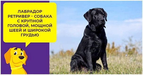 Лабрадор ретривер: характер, уход и особенности содержания