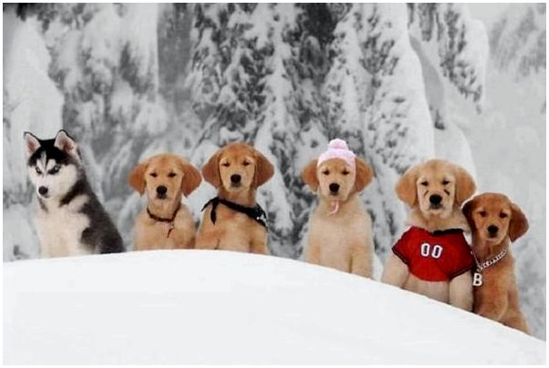 Шесть щенков в снегу