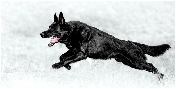 Породы собак немецкая черная фото thumbnail