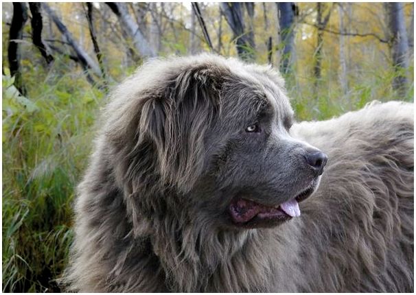 Породы собак фото с названиями ньюфаундленд
