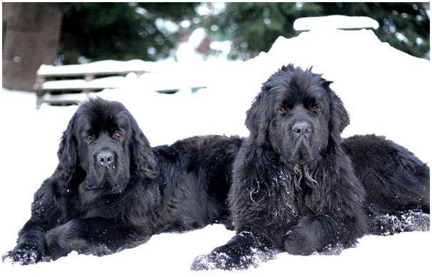 Породы собак фото с названиями ньюфаундленд