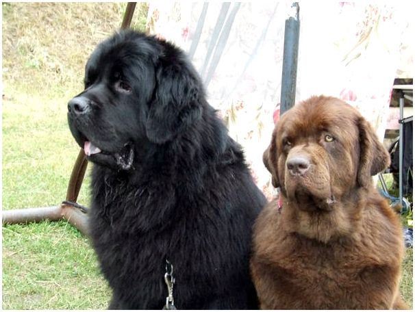 Породы собак ньюфаундленд фотографии