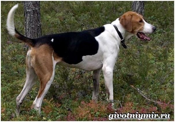 Охотничьи-собаки-Описание-особенности-и-названия-охотничьих-пород-собак-15