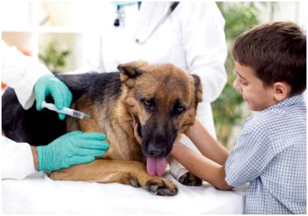 вакцина против бешенства для собак нобивак