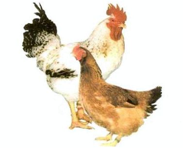 Выгодные кроссы кур для производства мяса и яиц