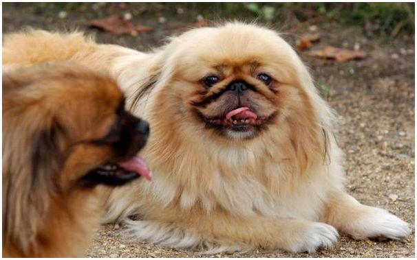 Собаки породы фото пикинесы