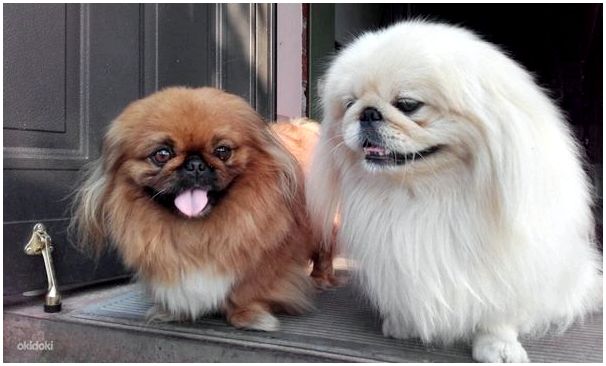 Собаки породы фото пикинесы