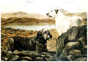 Ирландский волкодав, история породы