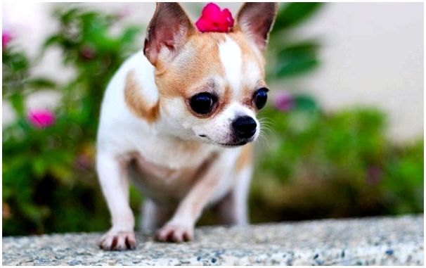 Породы маленьких дорогих собак с фотографиями и названиями