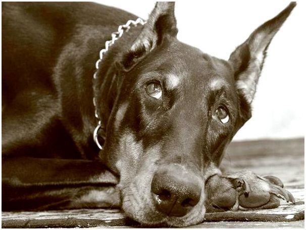 Фотографии породы собак доберман