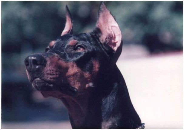 Фотографии породы собак доберман