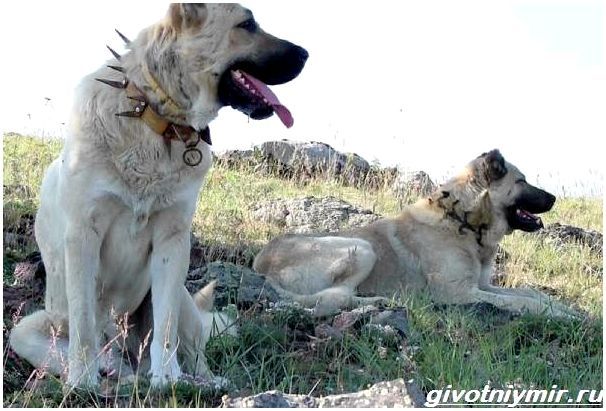Турецкий-кангал-собака-Описание-особенности-уход-и-цена-турецкого-кангала-2