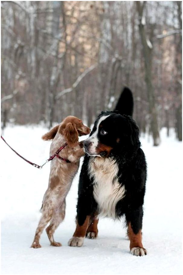 Пород собаки русская спаниель фото