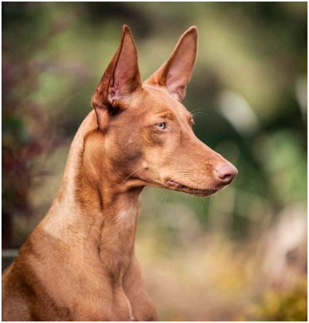 Экзотический грациозный мальтиец - Фараонова собака
