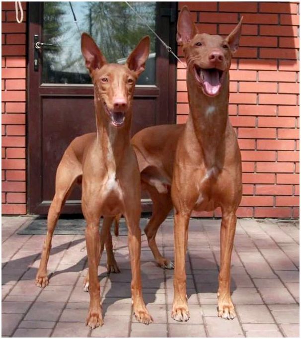 Порода собаки фараонов фото