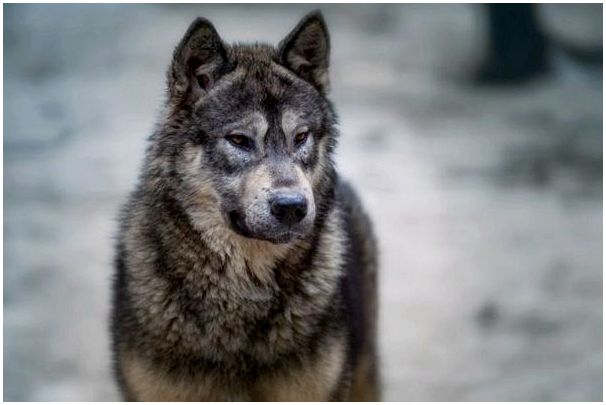Собака смешанная порода волка и овчарки