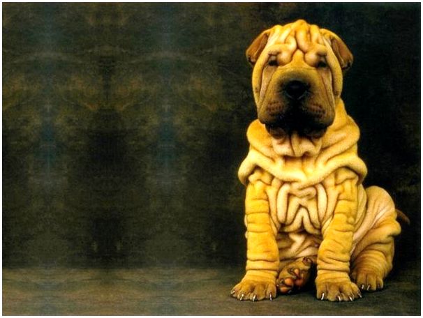 Порода собаки шарпей фото