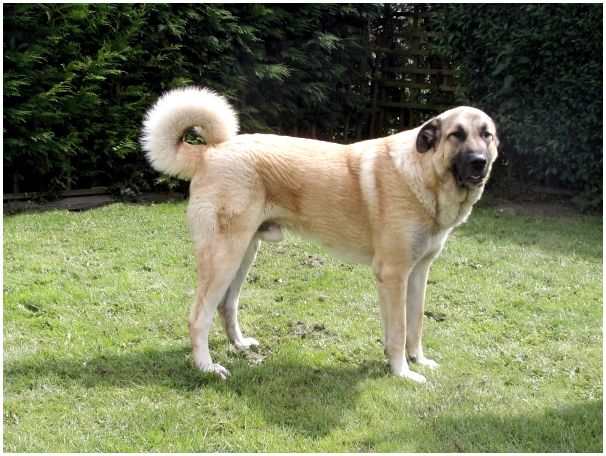 Породы больших домашних собак с фотографиями и названиями thumbnail