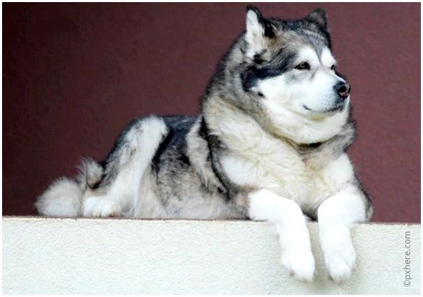 Породы красивых пушистых собак фото thumbnail