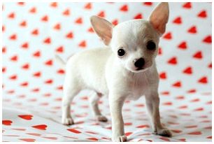 Породы маленьких собак фото с названиями сколько стоит thumbnail