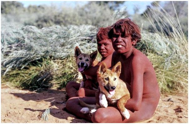 Австралийские аборигены с щенками динго. /Фото:vokrugsveta.ru