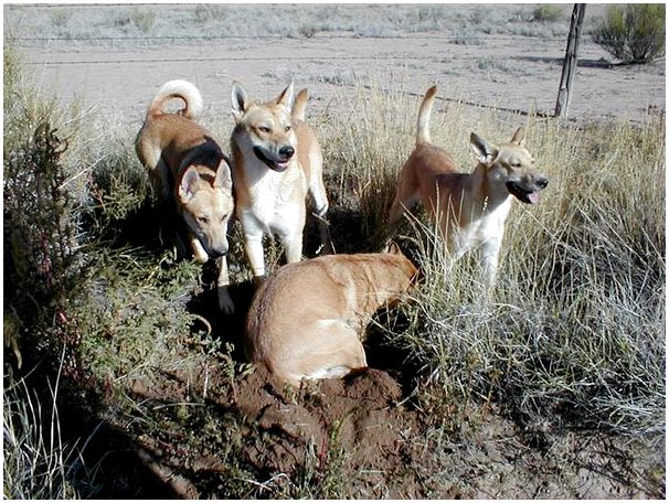 Загадочные дикие собаки из неолита. /Фото:californiacarolinadogs.com