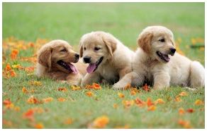 Три маленьких щенка золотистого ретривера на зеленой траве 