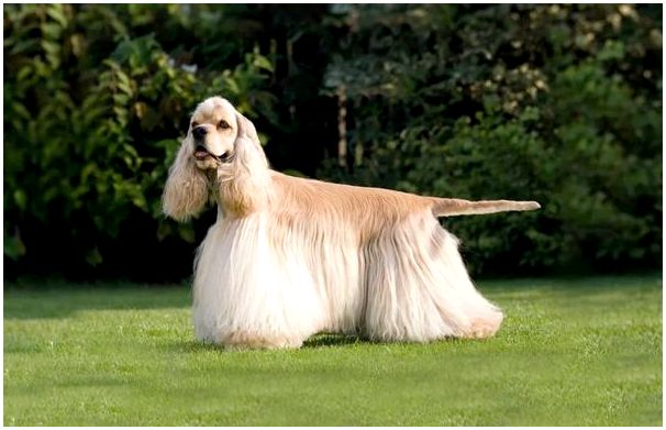 Самая красивая в мире порода собак фото и название породы thumbnail