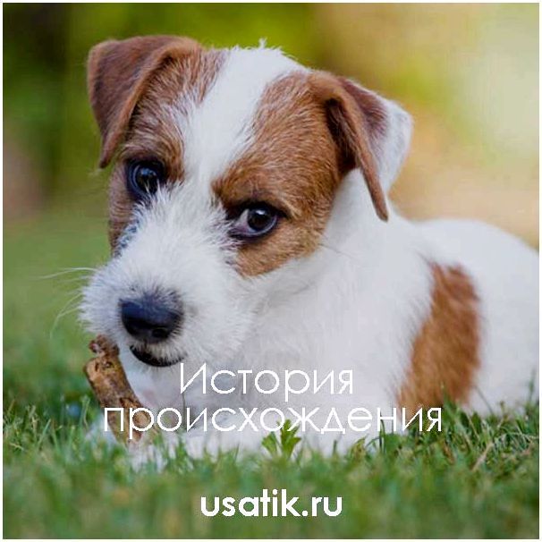 История происхождения Джек Рассел Терьеров