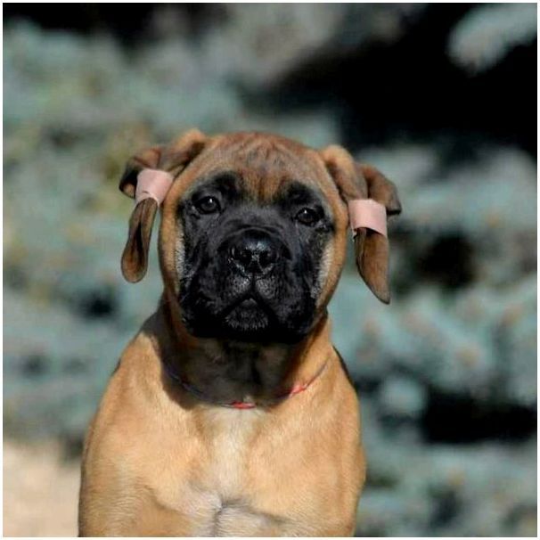 Фото порода собак бульмастиф