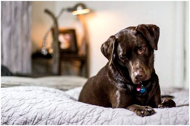 Почему собака гадит на кровать хозяевам порода чихуахуа