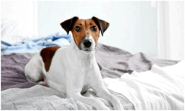 Почему собака гадит на кровать хозяевам порода чихуахуа