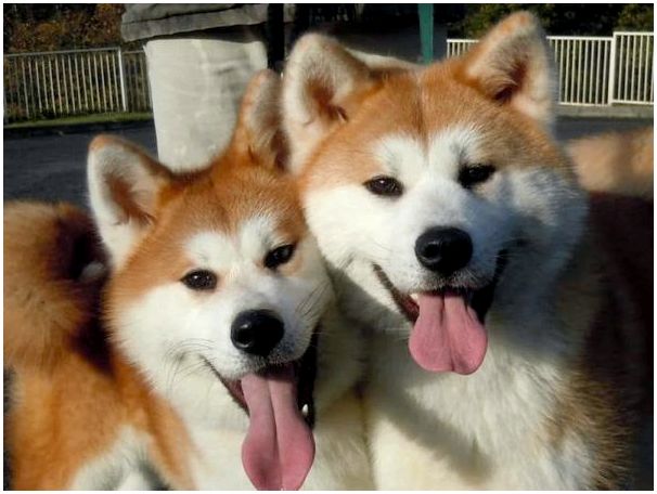 Японская порода собак как лиса
