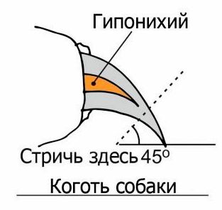 Породы собак дворняжки с фотографиями и названиями thumbnail