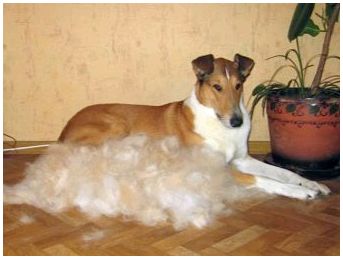Породы собак гладкошерстная колли