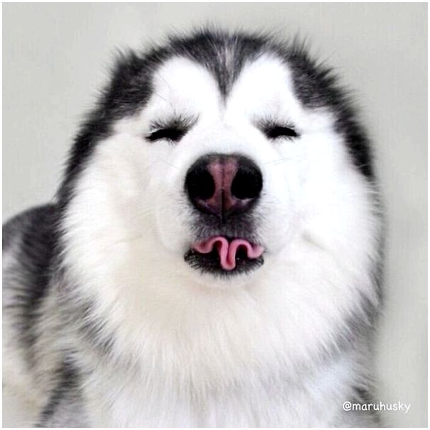 Смешные фотографии доказывающие, что хаски самые странные собаки из всех