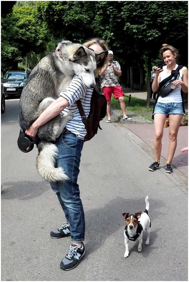Смешные фотографии доказывающие, что хаски самые странные собаки из всех