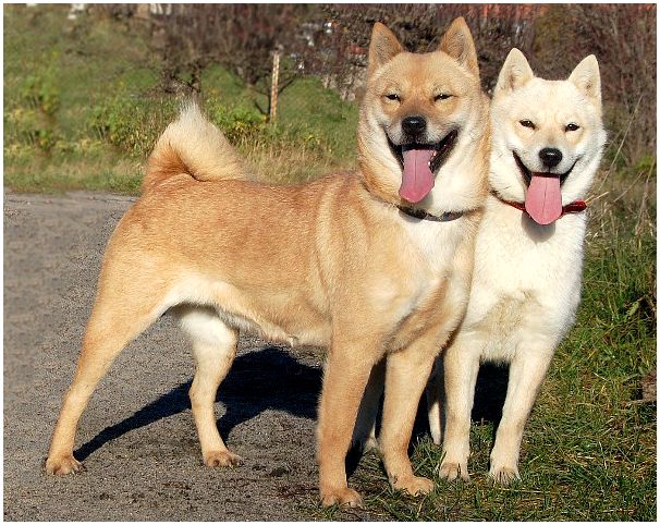 Породы собак японского происхождения