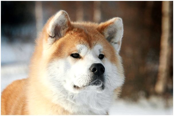 Породы собак японского происхождения