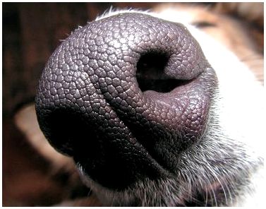Собачий нос