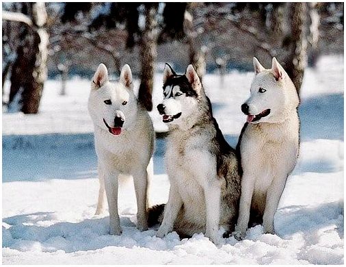 Снежные Собаки-Хаски