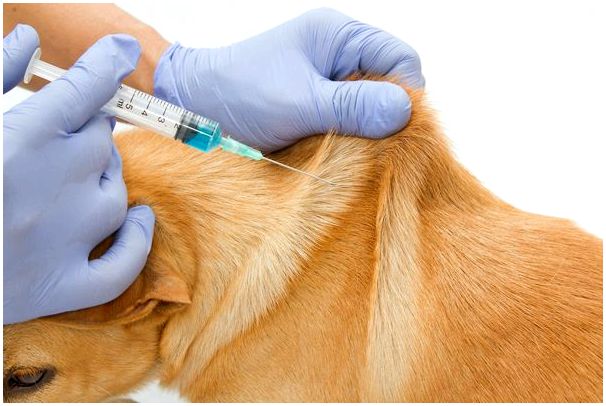 После прививки через какое время можно мыть собаку thumbnail