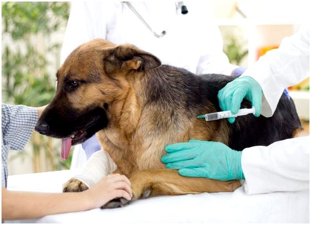 После прививки через какое время можно мыть собаку