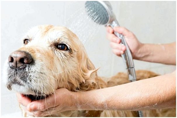После прививки через какое время можно мыть собаку